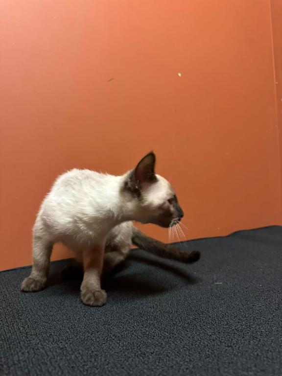 Siamese Kittens photo 12