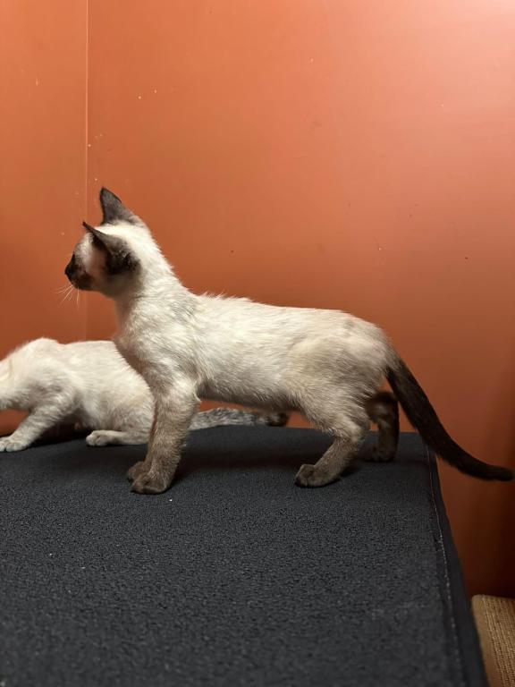 Siamese Kittens photo 13