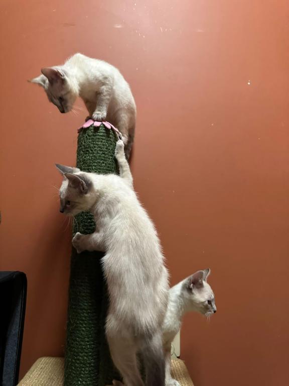 Siamese Kittens photo 4
