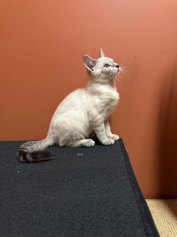 Siamese Kittens photo 3