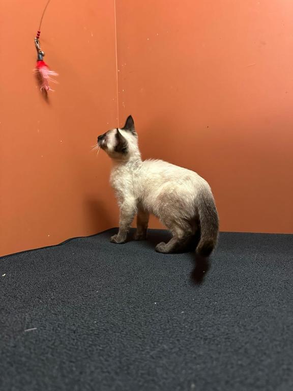 Siamese Kittens photo 10