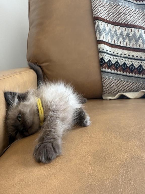 Yellow Collar photo 3