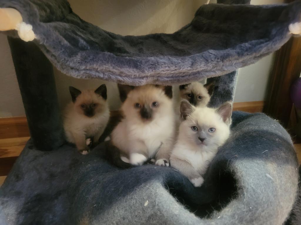 Ragamese Kitten Wait List photo 1