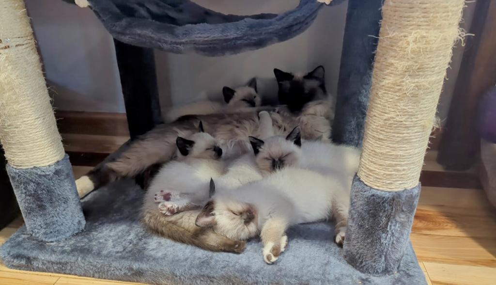 Ragamese Kitten Wait List photo 2