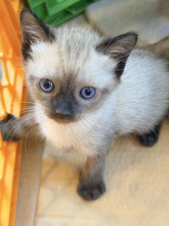 Siamese Female photo 1