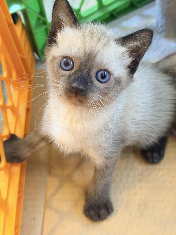 Siamese Female photo 3
