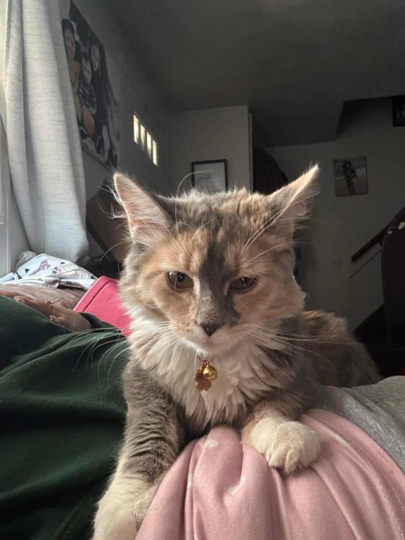 Mix Kitten Here Ready photo 2