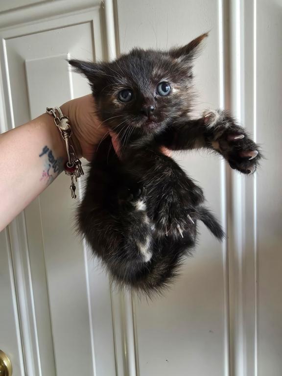Mix Kitten Here Ready photo 4