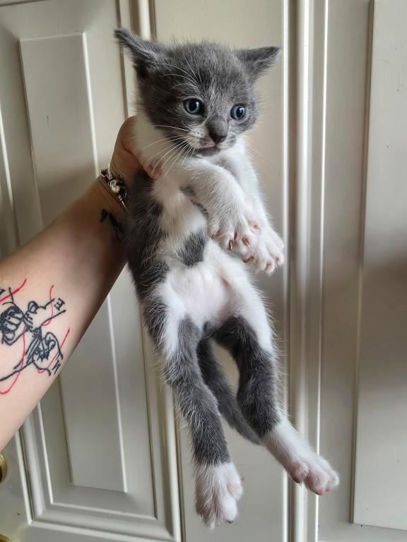 Mix Kitten Here Ready