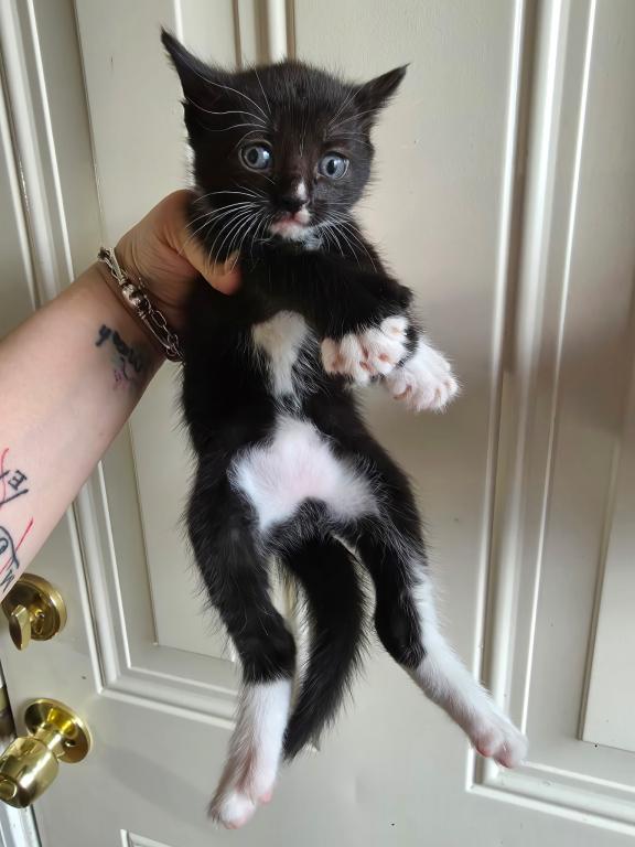 Mix Kitten Here Ready photo 3