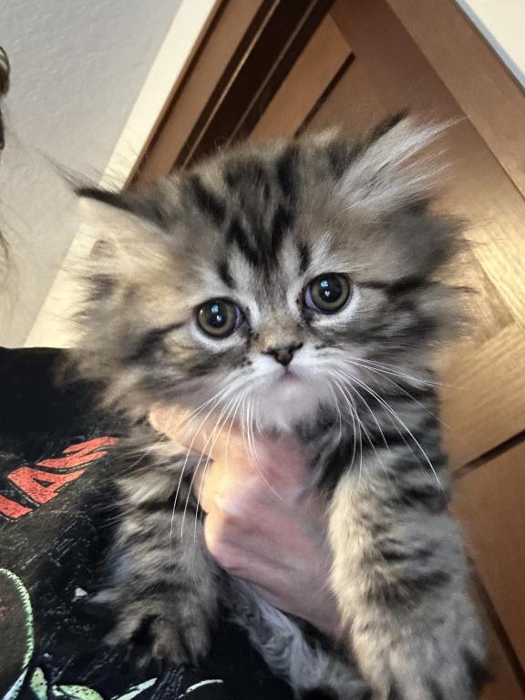 Male Brown Classic Tabby Doll Face Persian photo 2