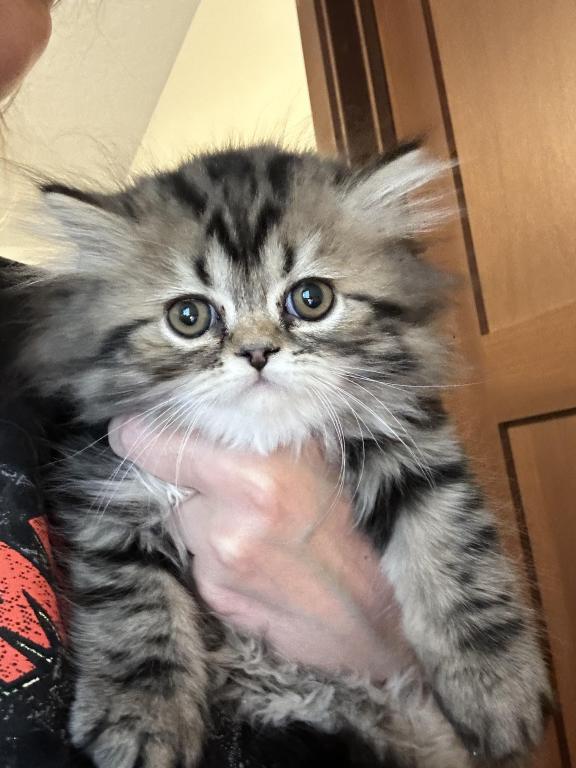 Male Brown Classic Tabby Doll Face Persian
