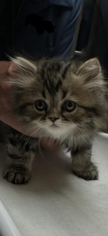 Male Brown Classic Tabby Doll Face Persian photo 4