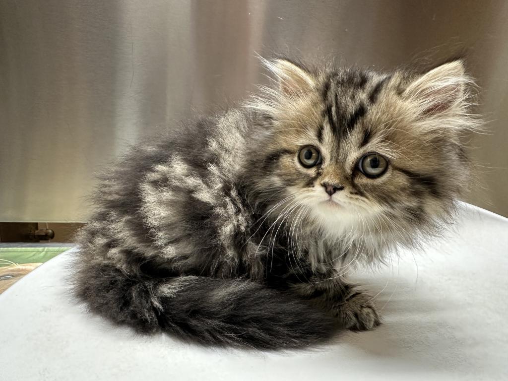 Male Brown Classic Tabby Doll Face Persian photo 5