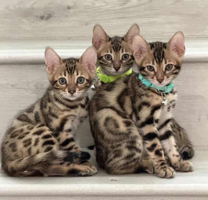 Bengal Kittens