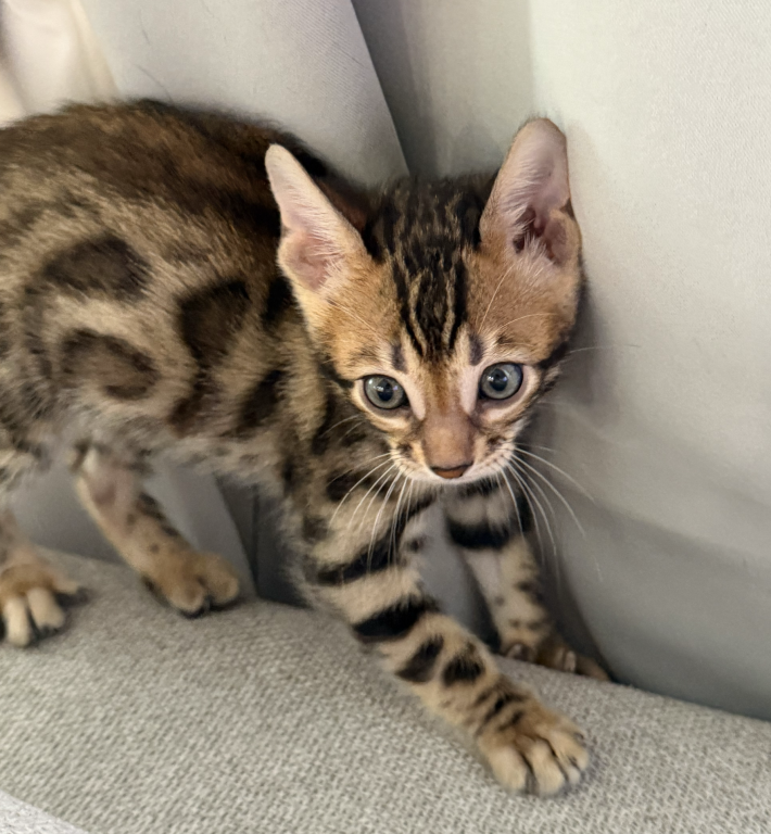 Bengal Kittens photo 4