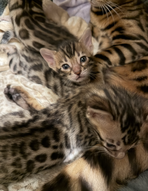 Bengal Kittens photo 6