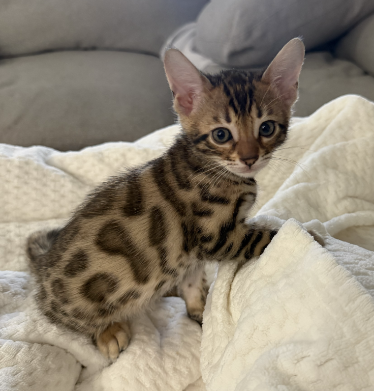 Bengal Kittens