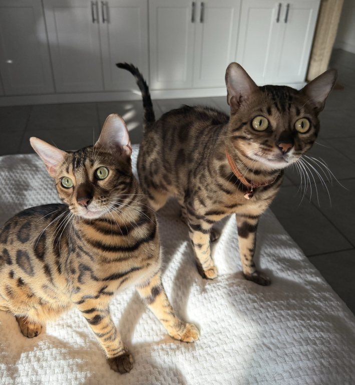 Bengal Kittens photo 7