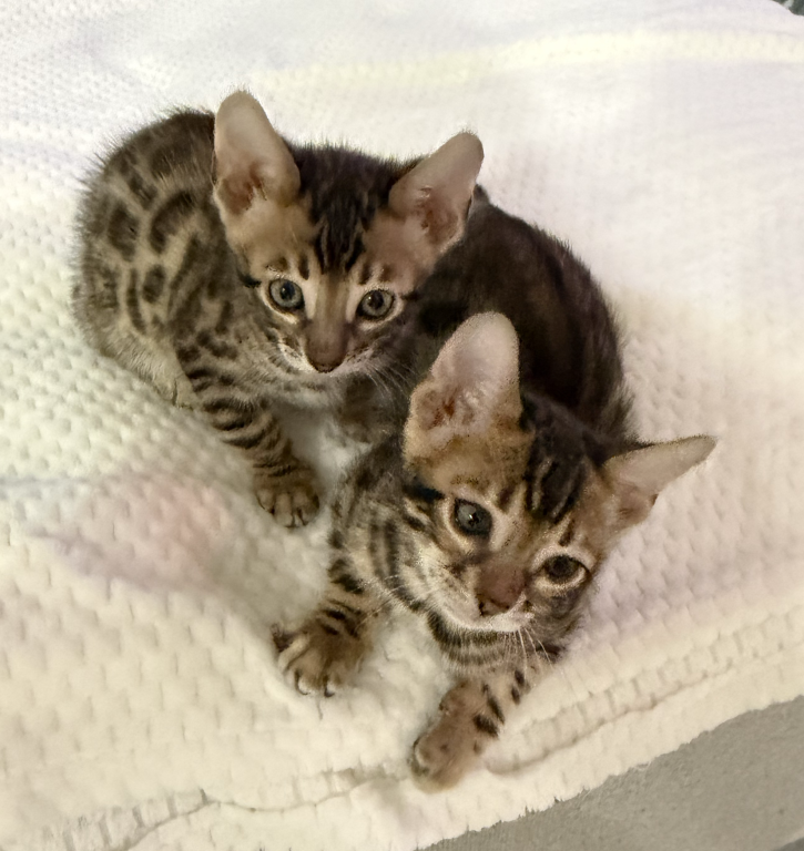 Bengal Kittens photo 8