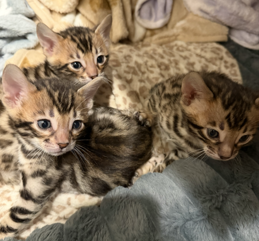 Bengal Kittens photo 5
