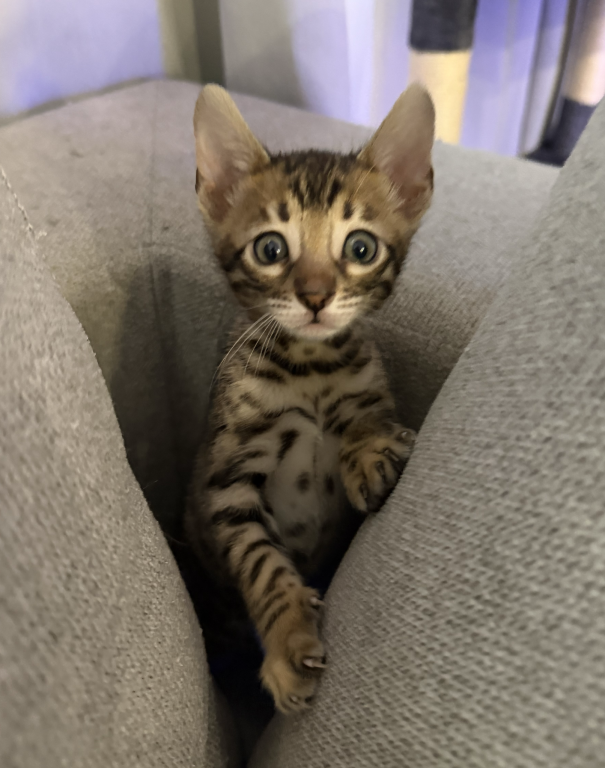 Bengal Kittens photo 3
