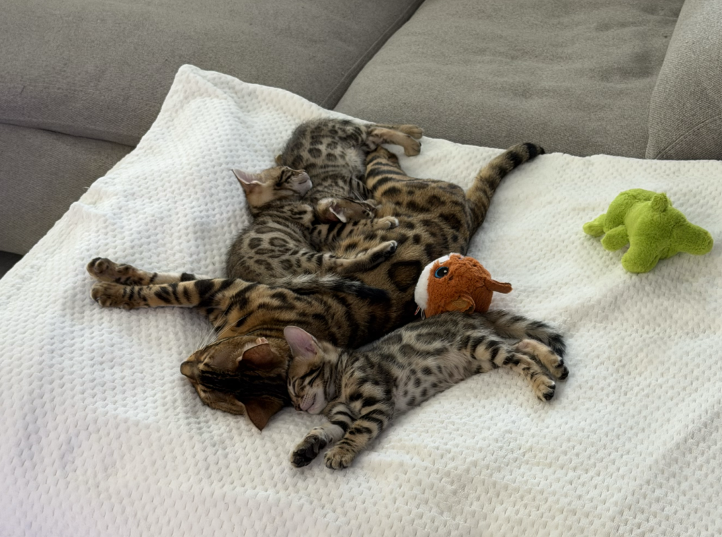 Bengal Kittens photo 2