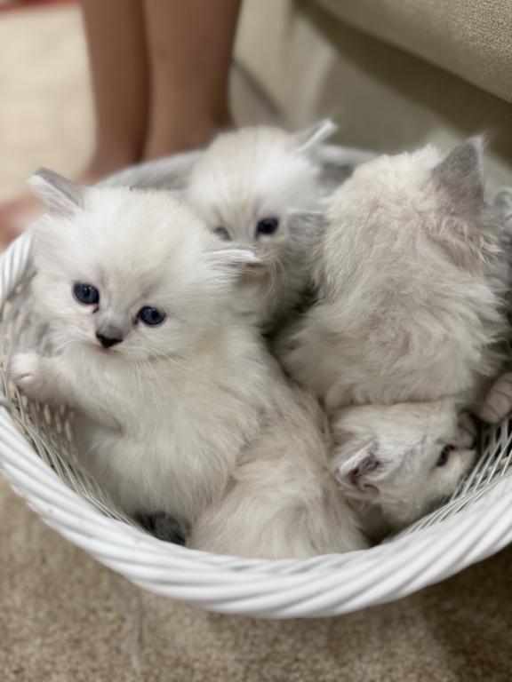 Ragdoll Kittens photo 1