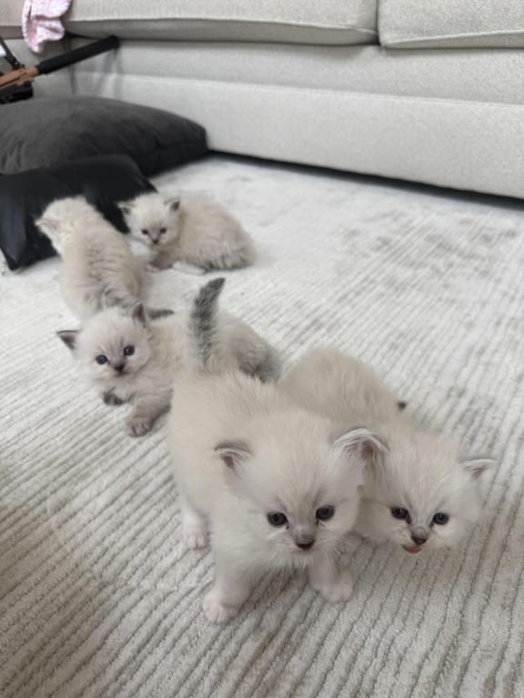 Ragdoll Kittens photo 6