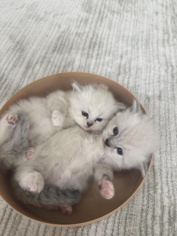 Ragdoll Kittens photo 4