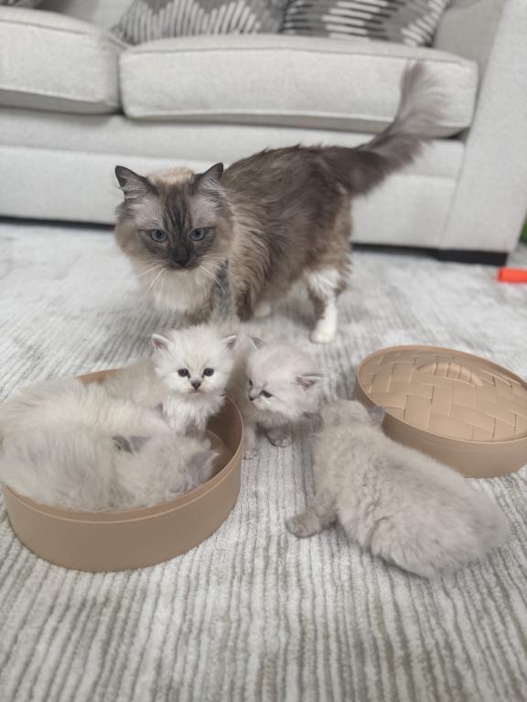 Ragdoll Kittens photo 3