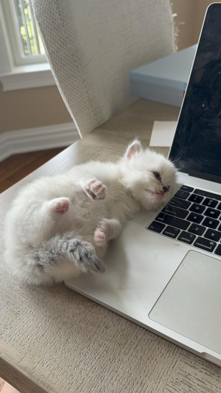 Ragdoll Kittens photo 2
