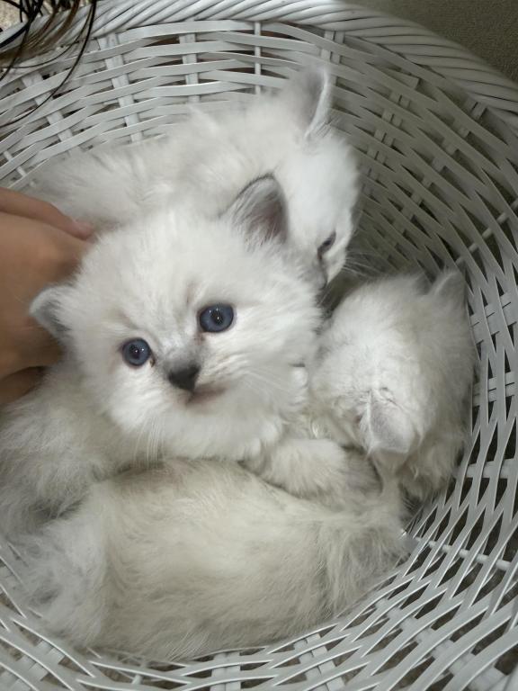 Ragdoll Kittens photo 7