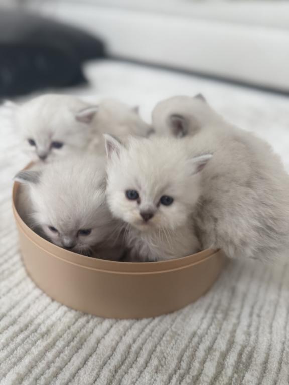 Ragdoll Kittens photo 5