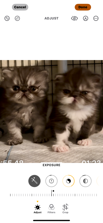Cali's Kittens photo 1
