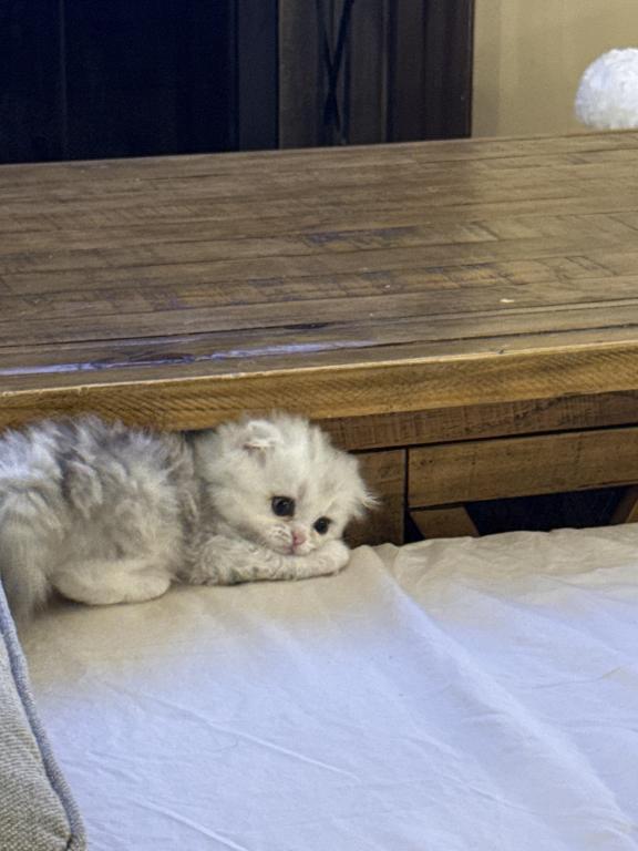 Scottish Fold