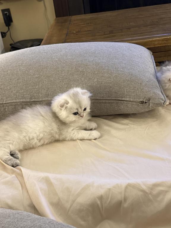 Scottish Fold photo 3