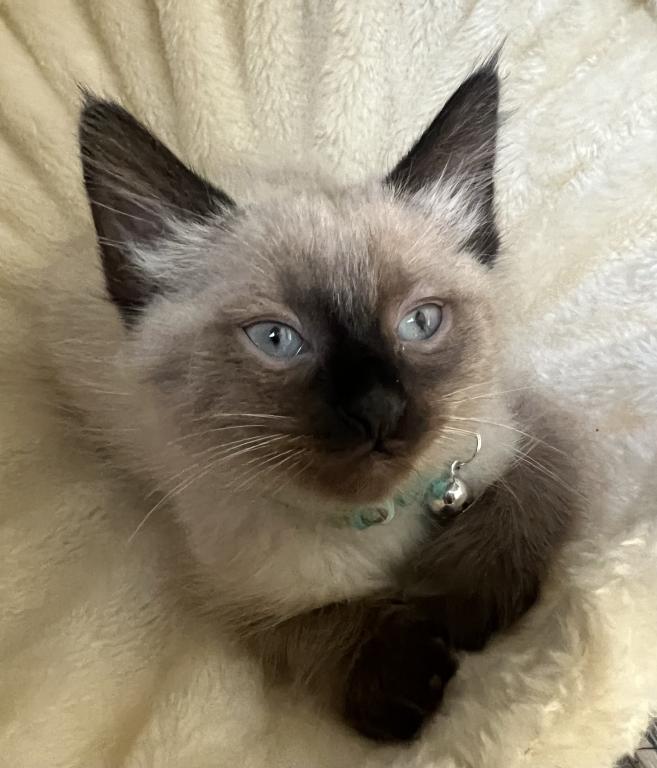 Willow photo 4