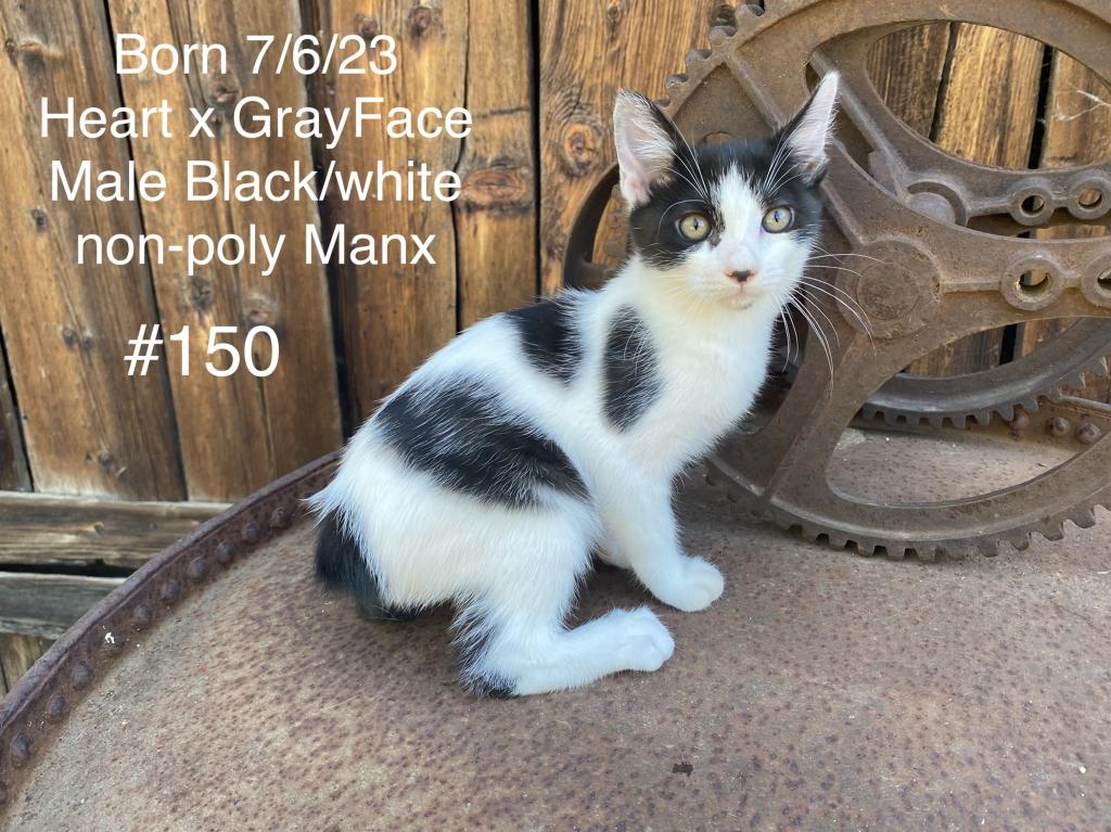 Black And White Manx Male