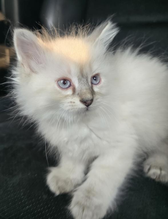 Balinese Kittens Lynx And Seal Point photo 2