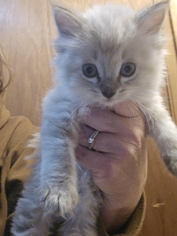 Balinese Kittens Lynx And Seal Point photo 5