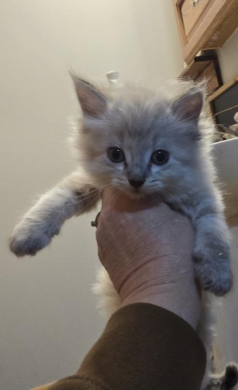 Balinese Kittens Lynx And Seal Point photo 4