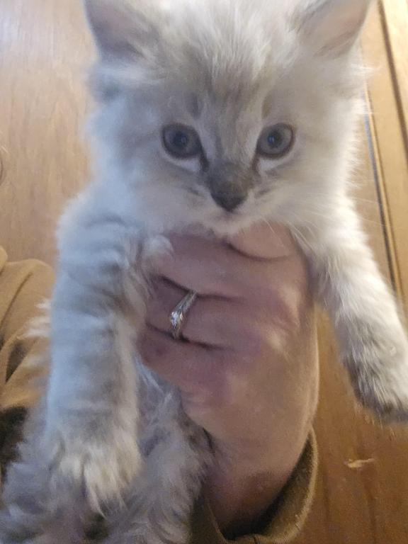 Balinese Kittens Lynx And Seal Point photo 6