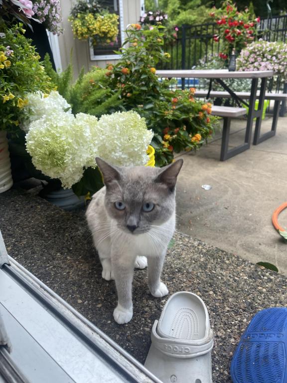 Lily photo 2