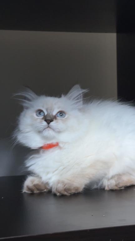 Stella photo 9