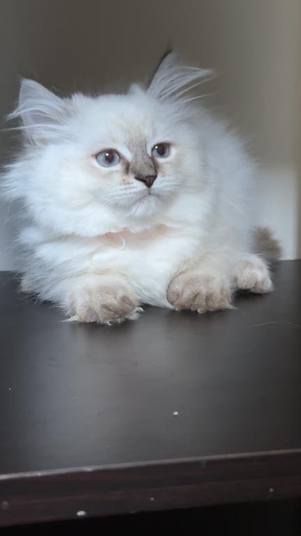 Stella photo 7