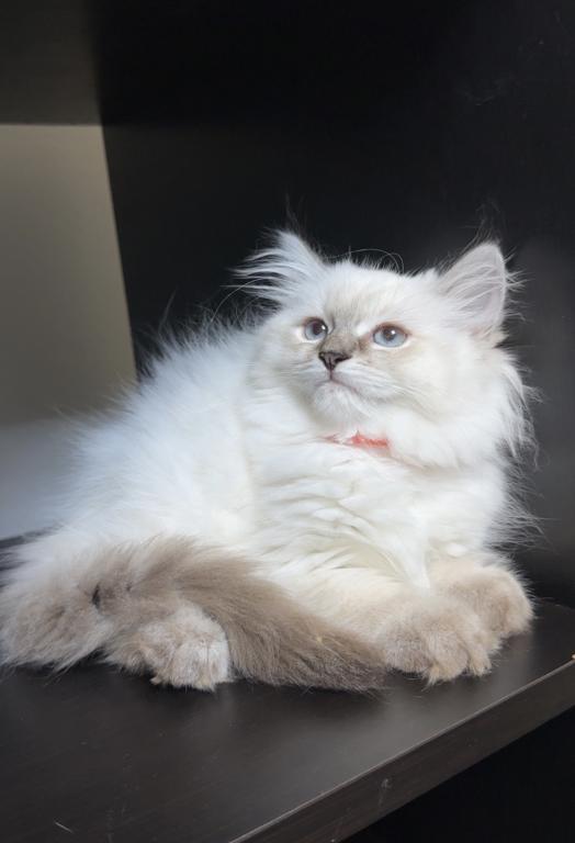 Stella photo 15