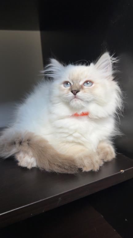 Stella photo 14