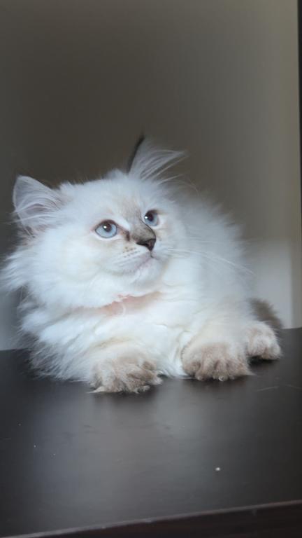 Stella photo 4