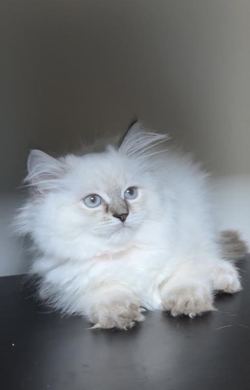 Stella photo 12